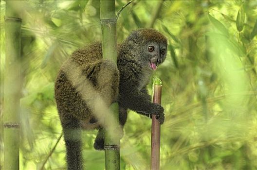 灰色,竹子,狐猴,安达斯巴曼塔迪亚国家公园,马达加斯加