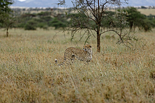 猎豹肯尼亚坦桑尼亚塞伦盖蒂