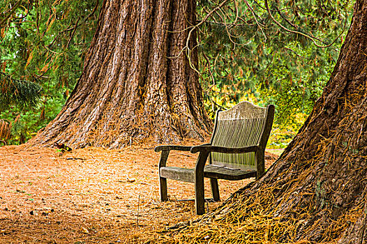 长椅,下方,两个,美洲杉,树,树园