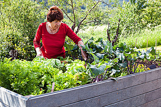老太太,退休,70-80岁,工作,床,花园,莱茵兰普法尔茨州,德国,欧洲