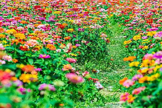 百日菊花海