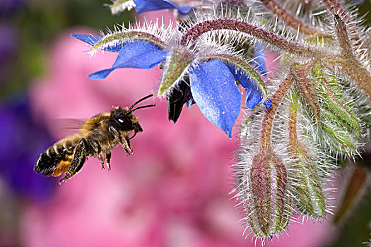 蜜蜂,意大利蜂,悬空,琉璃苣,花,比利时