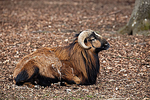 野生,绵羊,欧洲盘羊,野生动植物园,莱茵兰普法尔茨州,德国,欧洲