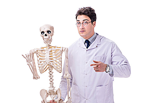 年轻,博士,骨骼,隔绝,白色背景