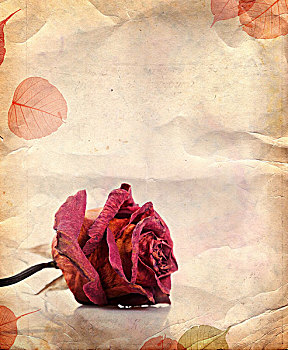 旧式,背景,干燥,红玫瑰,叶子