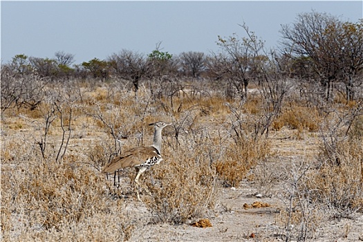 灰颈鹭鸨,非洲,灌木
