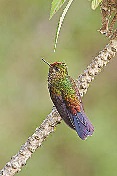 栖息,枝条,自然保护区,中心,厄瓜多尔