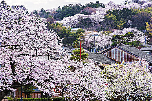 樱桃树,河,山,石川