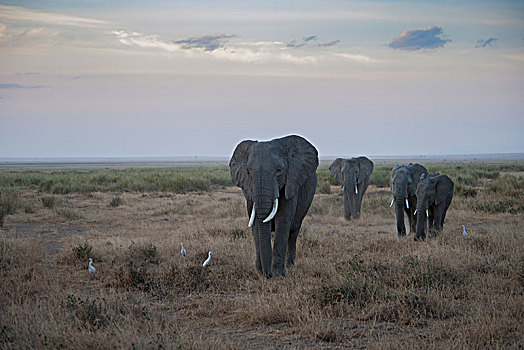 非洲大象115