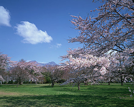 樱花,公园