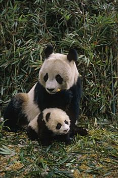 大熊猫,母兽,幼兽,卧龙,熊猫,保存,四川,中国