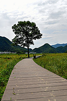 大九湖风光