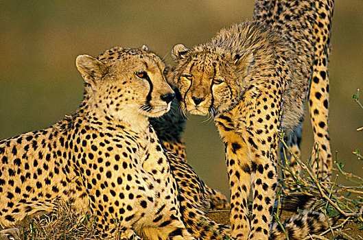 印度豹,猎豹,雌性,幼兽,肯尼亚