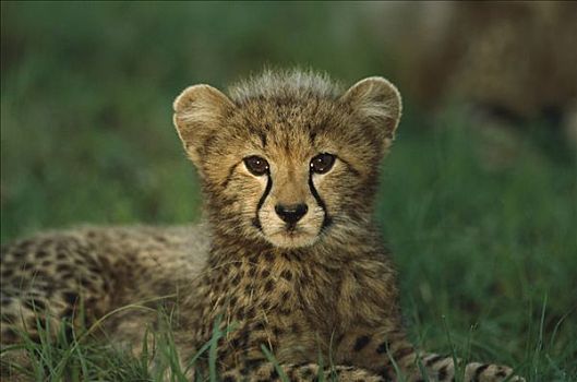 印度豹,猎豹,三个,老,幼兽,南非