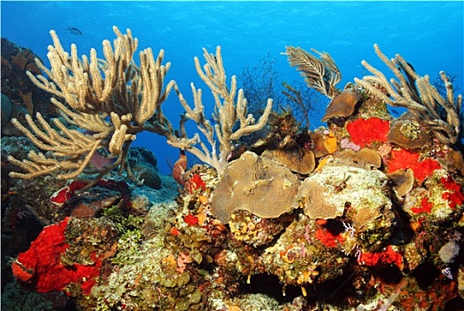 彩色,珊瑚,深海,表面,科苏梅尔,墨西哥