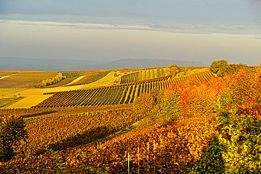 秋天,葡萄园,靠近,莱茵兰普法尔茨州,德国,欧洲