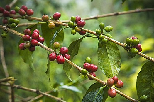 咖啡,植物,不动产,咖啡种植园,苏门答腊岛,印度尼西亚