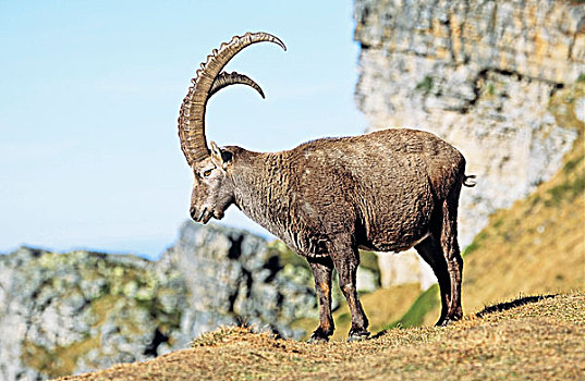 阿尔卑斯野山羊,羱羊,秋天,伯恩高地,瑞士