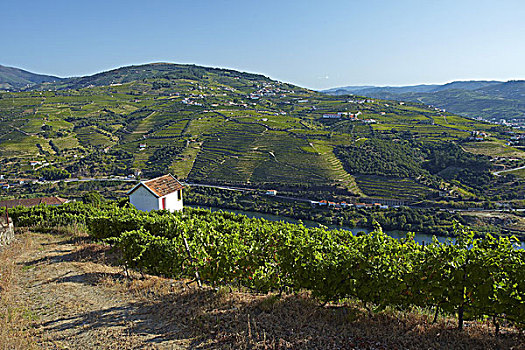 葡萄牙,山谷,产酒区,全景