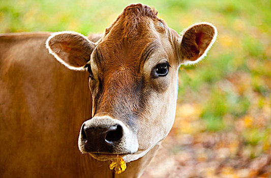 高兴,泽西种乳牛,母牛,靠近,南,佛蒙特州,美国
