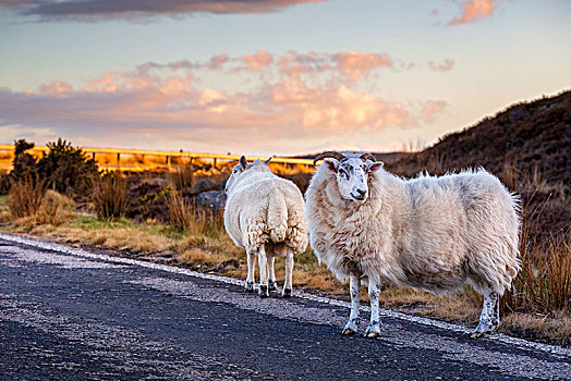 绵羊,公路,苏格兰高地