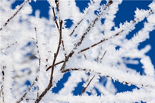特写,枝条,雪,冬天,树