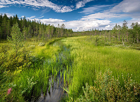 溪流,湿地,北极,苔原,芬兰,欧洲
