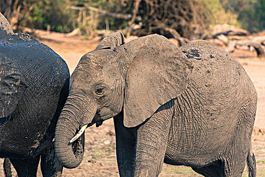 博茨瓦纳,乔贝国家公园,大象,非洲象,喝,乔贝,河