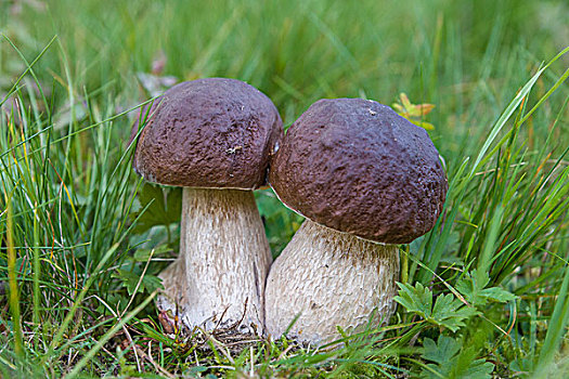 便士,蘑菇,牛肝菌,图林根州,德国,欧洲