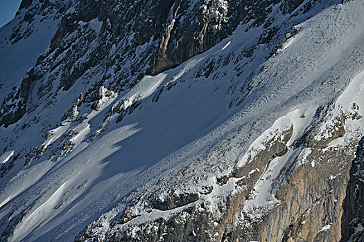 自然,冬季风景,树,初雪