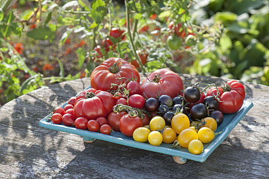 新鲜,西红柿,不同,彩色,形状
