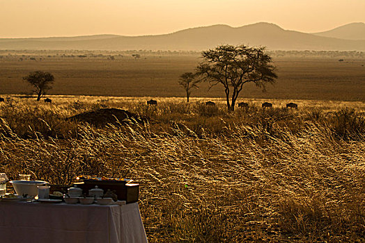 塔兰吉雷国家公园,坦桑尼亚,非洲