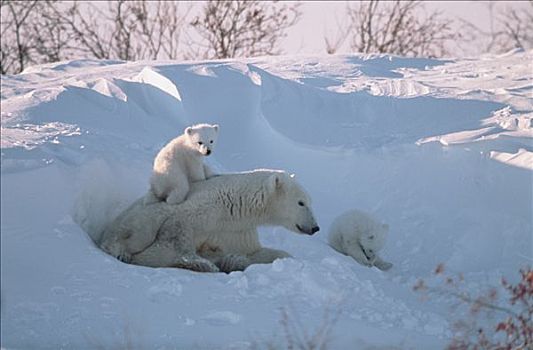 北极熊,母亲,玩,三个,老,幼兽,瓦普斯克国家公园,曼尼托巴,加拿大
