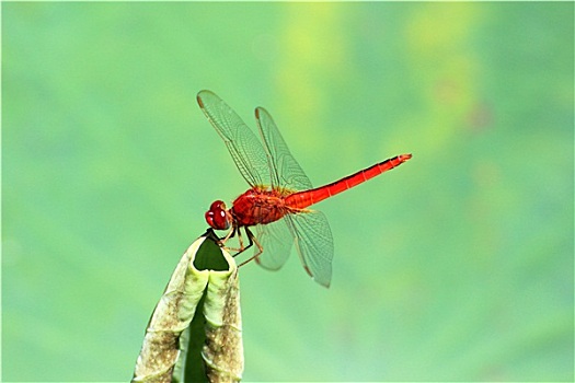 红色,蜻蜓,微距