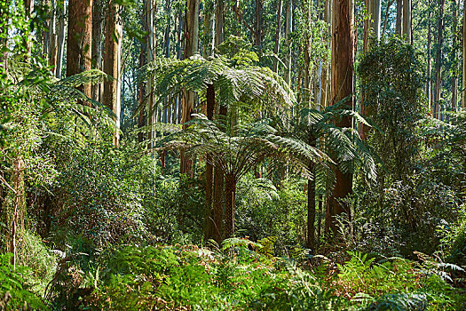 雨林,桫椤,桉树,树,维多利亚,澳大利亚,大洋洲