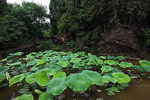 荷塘,池塘水塘