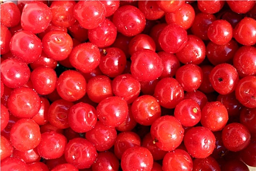 红色浆果,樱桃属