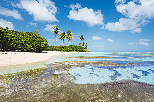 瓜德罗普,法国,加勒比,岛屿,手掌,白日梦,海滩,乐园,海洋,青绿色,天空,蓝色,沙子,热带,全景,风景,度假,放松