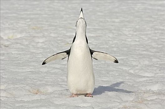 帽带企鹅,南极企鹅,展翅,半月,岛屿,南极