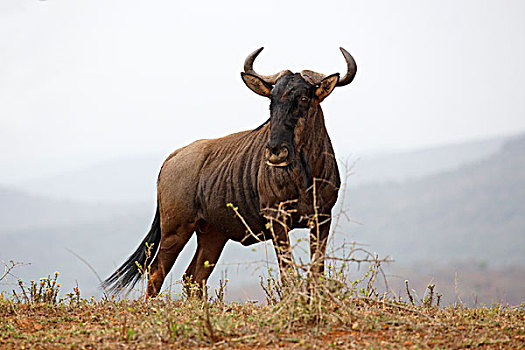 蓝角马,雄性,雄性动物,国家公园,省,南非,非洲