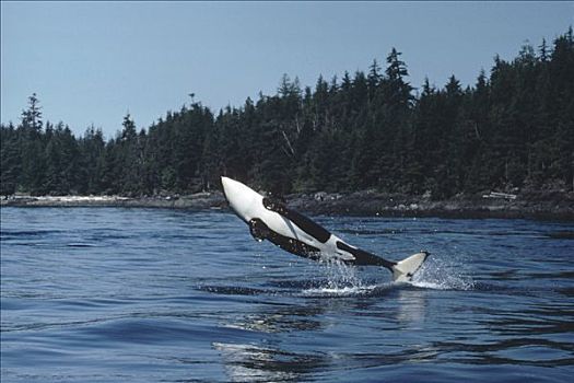 逆戟鲸,鲸跃,不列颠哥伦比亚省,加拿大