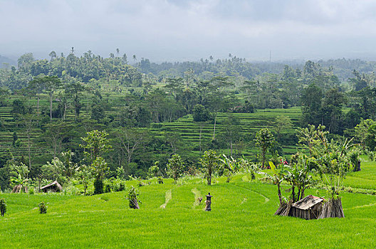 稻米梯田,风景,椰树,巴厘岛,印度尼西亚,亚洲