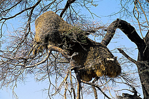 纳米比亚,埃托沙国家公园,鸟窝