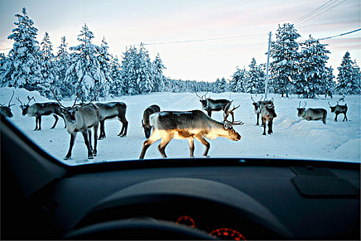 驯鹿,冬天,道路,风景,汽车,挡风玻璃