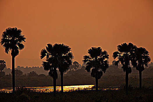 日落,上方,河,浩大,禁猎区,南坦桑尼亚