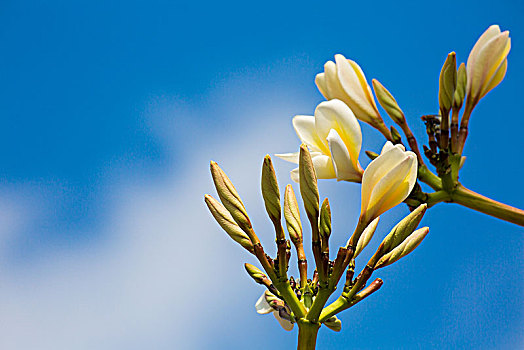 蓝天白云背景白色花朵