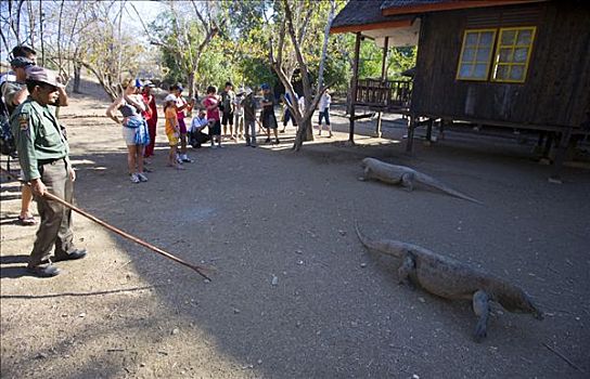 科摩多巨蜥,国家公园,游客,科莫多国家公园,世界遗产,科莫多,印度尼西亚,东南亚