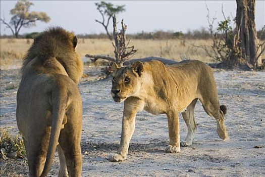 非洲狮,狮子,求爱,一对,萨维提,著名,大,自豪,杀戮,幼兽,大象,乔贝国家公园,博茨瓦纳