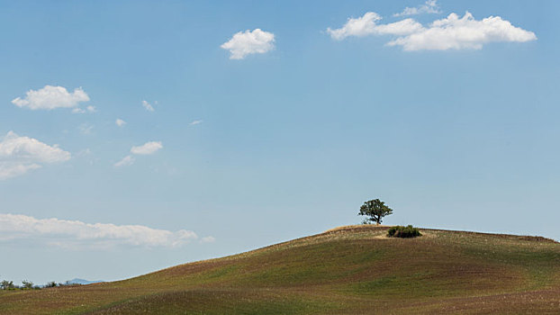 意大利托斯卡纳田园风景,草原上的一棵树
