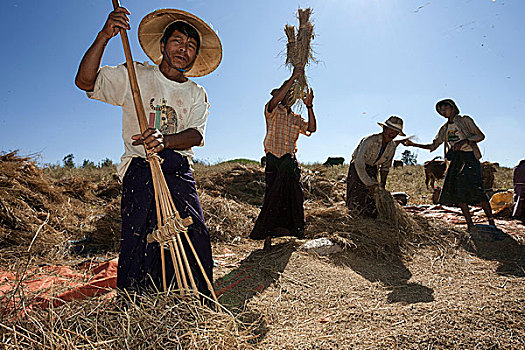 男人,脱粒,稻草,靠近,掸邦,缅甸,亚洲